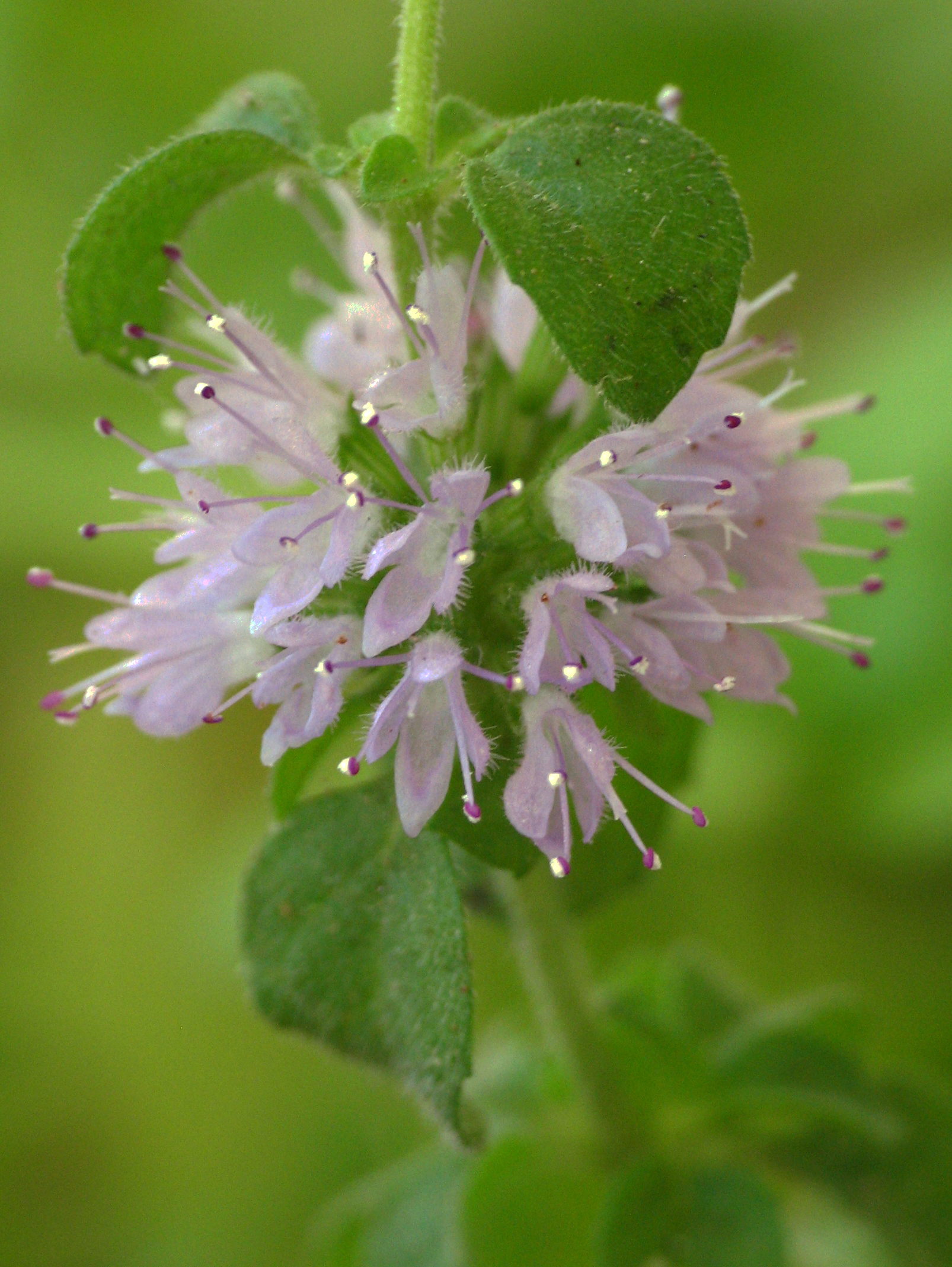 پونه - معرفی و خواص گیاهان دارویی